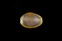 藏品(紅花寶螺)的圖片